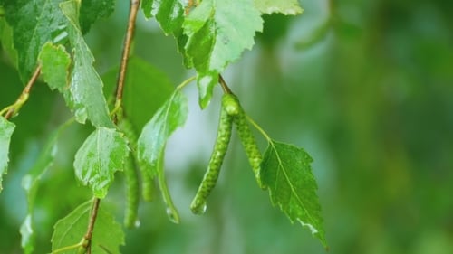 Birch After Summer Rain