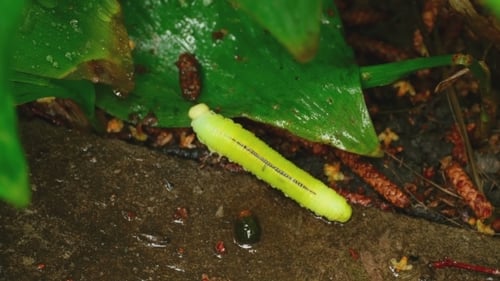 Yellow-green Caterpillar