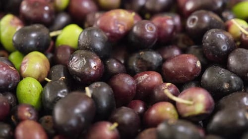 Close-up of Fresh Green, Black, and Red Olives