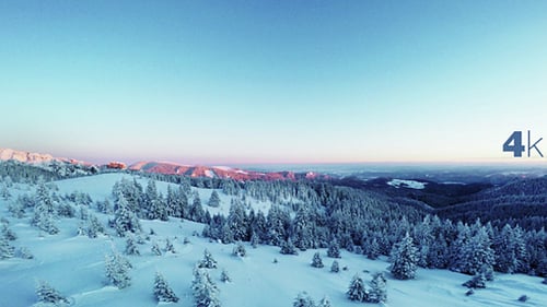 Cold Morning Over the Pine Forest