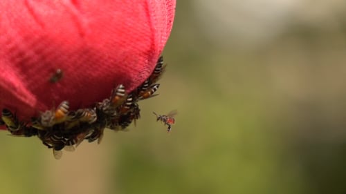 Insect Flying