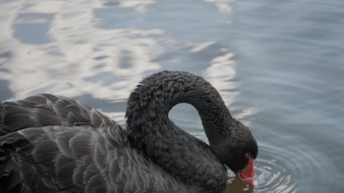 Cygne dans la rivière