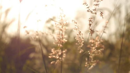 Golden Sunlight Illuminates Grass in Rural Field