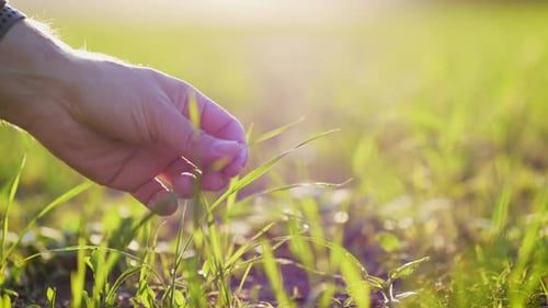 Farmer Hand Touches Green Wheat Crop Germ Agriculture Industry
