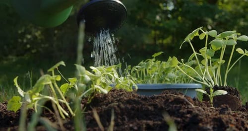 Water the Seedling After Planting Soil