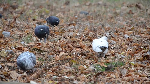 Pigeons Foraging Among Fallen Leaves in Autumn