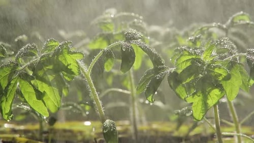 Watering Green Leafy Plants in Bright Sunlight