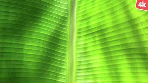 Hoja verde en la naturaleza 34