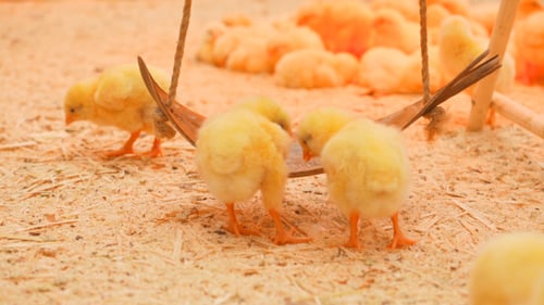 Adorable Baby Chicks Playing on a Swing