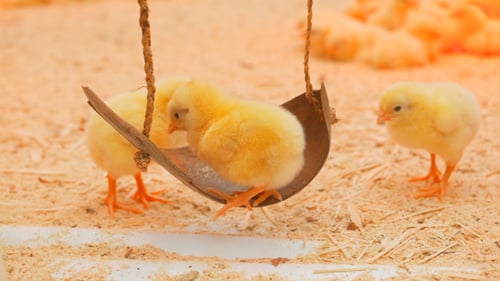 Small Chicks Play And Relax In The Paddock