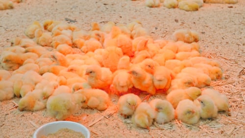 Small Chicks Play And Relax In The Paddock