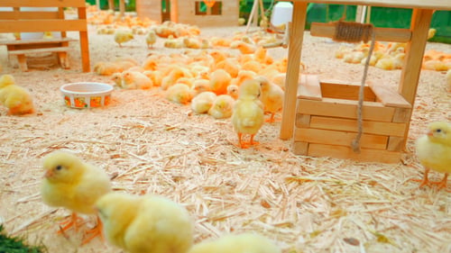 Small Chicks Play And Relax In The Paddock