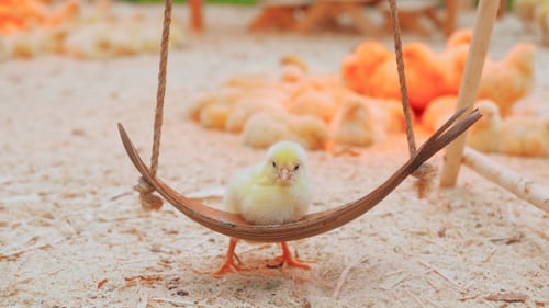 Small Chicks Play And Relax In The Paddock