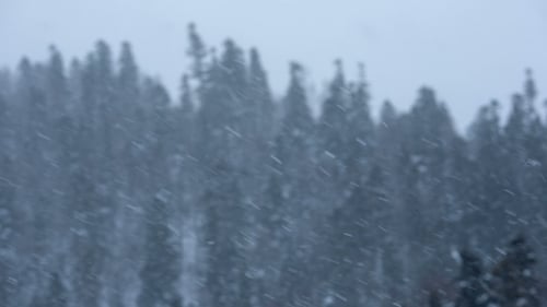 Snow Storm In Winter Forest