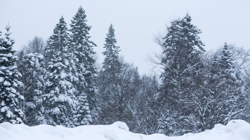 Snow Storm In Winter Forest