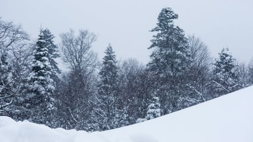 Schneesturm im Winterwald