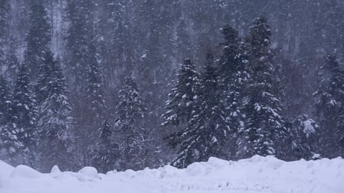 Schneesturm im Winterwald