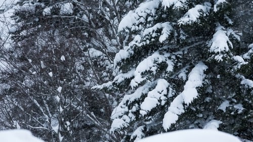 Schneesturm im Winterwald