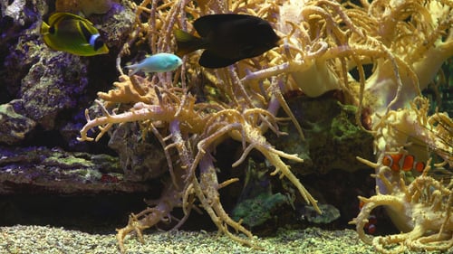 Fishs