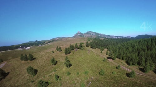 Mountain Trail and Conifers