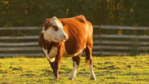 Brown and White Cow Standing in Grassy Field