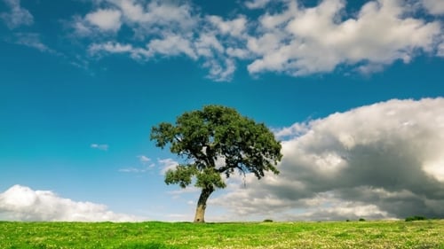 Fluffy Clouds Over The Lonely Tree On Green Field