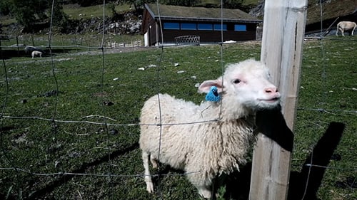 Sheep In Nature