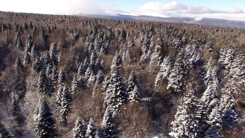 Aerial View Flight Above Snow Winter Forest