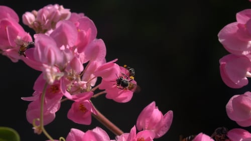 Bees Pollinating Pink Flowers in the Sunlight