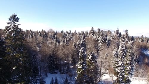 Aerial View Flight Above Snow Winter Forest