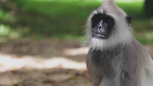 Langur monkey sits still looking around in a jungle
