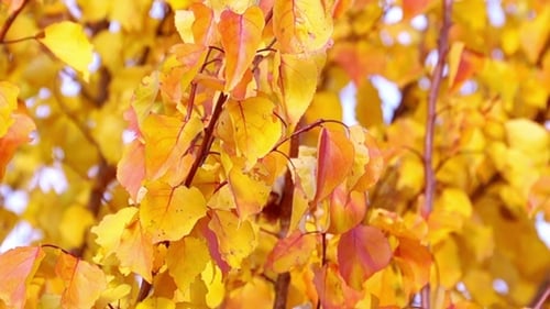 Autumn Tree Leaves Close Up in Daytime