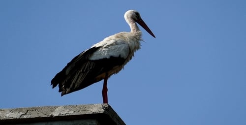 Storch thront auf dem Kamin 2