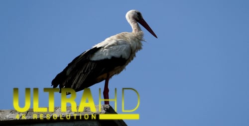 Storch thront auf dem Kamin 2