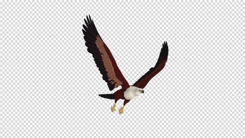 Brahminy Kite - Boucle volante 4K - Vue en angle latéral