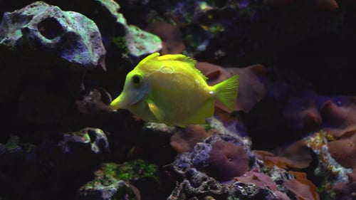 Vibrant Yellow Fish Swimming among Colorful Coral Reef