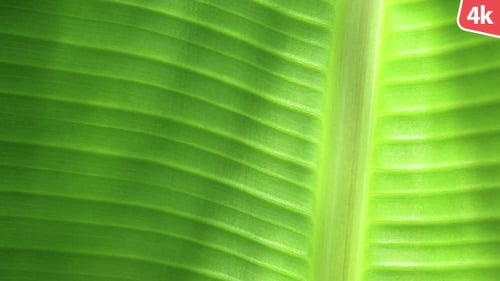 Grünes Blatt in der Natur 41
