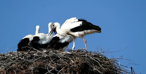 Störche im Nest 2