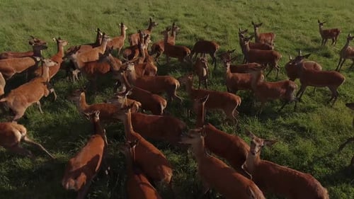 Aerial View of Majestic Deer Herd Grazing