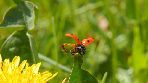 Ladybird On Blade Of Grass