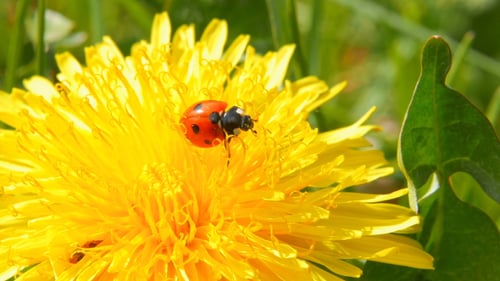 Ladybug Crawling on Dandelion Flower in Sunny Field