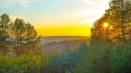 Sunset In Spring Forest