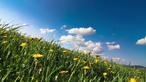 Gelbe Blume auf Wind