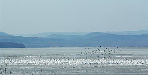 Ice Birds 2