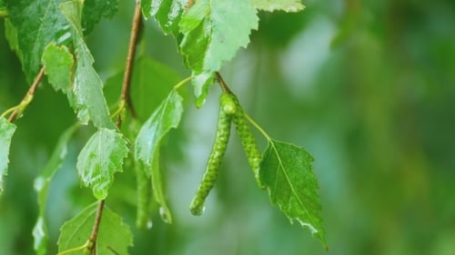 Birch After Summer Rain