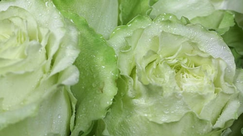 Fresh Green Roses in Close Up Detail