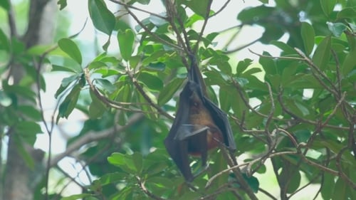 Flying Fox hängt an einem Ast und wäscht