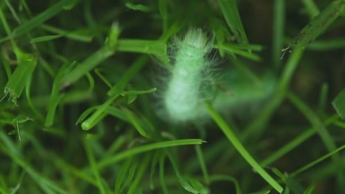 Hairy Caterpillar In Grass