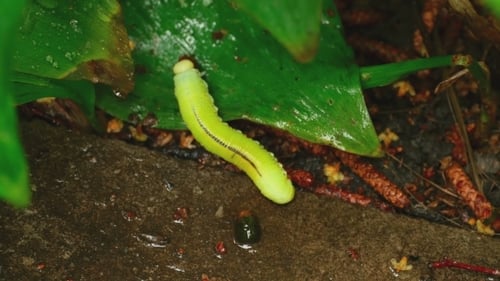 Gelbgrüne Raupe