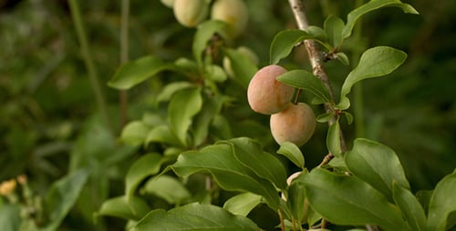 Growing on Tree Fruits